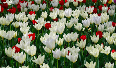 Vivid tulips spring background. Blooming tulip field in spring season. Multicolored tulips natural paint background. Spring meadow full of tulip flowers. Floral background with multicolored tulips.