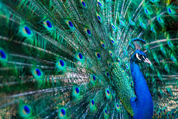 Peafowl portrait in nature. Peacock tail background. Peacock feathers texture. Exotic bird. Vibrant wildlife with peacock. Tropical peacock with bright feathers. Exotic bird. Colorful wildlife.