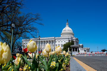 Capitol Hill spring bloom. Capitol tulips colorful garden. Capitol federal government architecture. Capitol iconic american monument.
