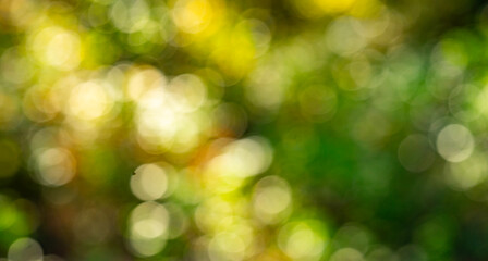 Green forest with blur leaves background. Blurred green foliage background. Soft nature green bokeh. Green nature wallpaper. Greenery blurred forest scene. Blurred forest backdrop for eco design.