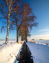 Winter canal with trees