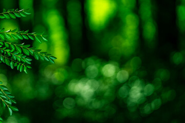 Plant green background. Overlay of green leaves with blur forest. Blurred park background. Texture for green nature wallpaper. Greenery for eco. Green nature background. Foliage and lush greenery.