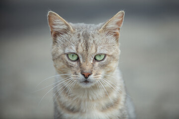 Homeless cat portrait. Gray cat looking straight at camera. Serious cat face portrait. Cat with green eyes portrait.