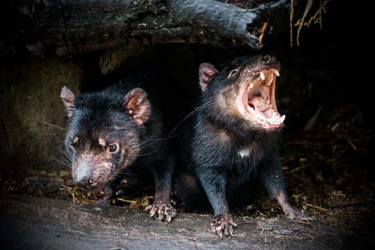 Two Tasmanian devils crouching in the shadows.