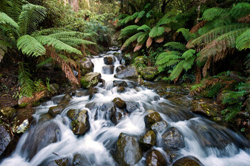 Forest creek rushing over mossy rocks beneath lush ferns