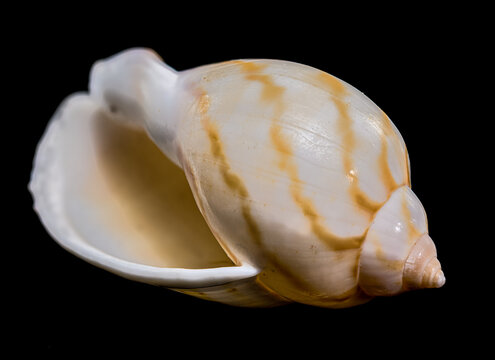Close Up Of A Spotted Tun Shell Tonna Dolium Isolated