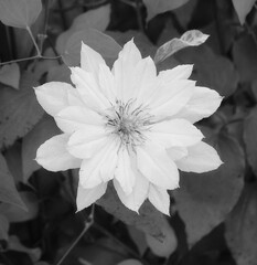 White Flower Delicate Topview Perspective Monochrome Botanical Blossom Soft Focus Blackwhite Nature Art