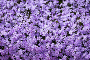 Spring purple flowers create a soft floral background. Spring blue flowers form a dense natural carpet. Spring flowers bloom together in a colorful pattern. Spring floral background is filled.
