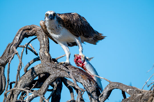 Osprey gripping fresh catch on twisted branches