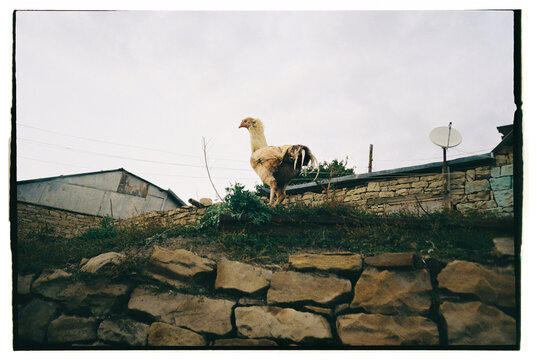 Chicken roaming freely on a stone wall in a rural setting