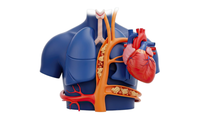 Human Thoracic Anatomy with Heart, Lungs, and Vascular System