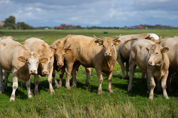 Fototapeta premium Cows grazing in pasture. Herd of cattle. Livestock cow feeding on green grass. Grazing cows pasture on grassy field. Cattle on farm. Grazing cows on nature. Open pasture with cows. Cattle herd.