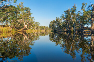 Calm river lined with eucalypts reflecting perfectly in still morning water