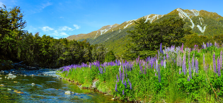 Purple lupin flowers line the banks of Cascade Creek with mountains in background