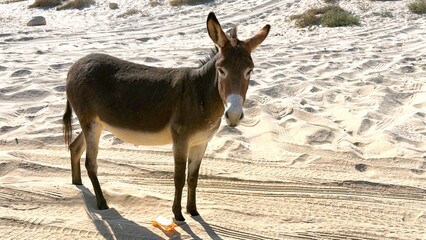 Gentle Seaside Animal, Calm Donkey On Sandy Coast, Serene Donkey Gazing Calmly From Sandy Beach Under Bright Sky, Tranquil Donkey Stood Serenely With Dusty Hooves On Sundrenched Coastal Sands