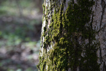 Obraz premium Close view of moss growing on tree bark in a natural setting with soft light