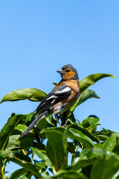 Chaffinch bird perched atop leafy branch with blue sky.
