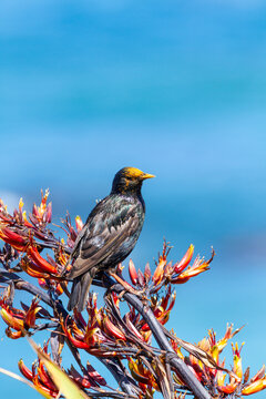 European Starling bird perched among flowers