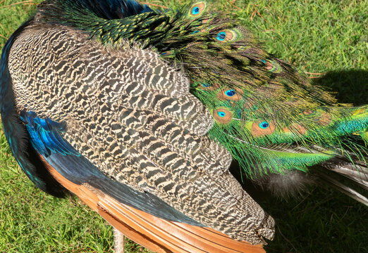 Peacock feathers closeup on the grass