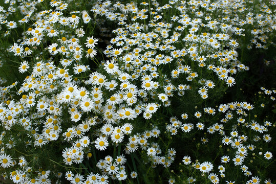 Daisies blooming in a sunny field during spring