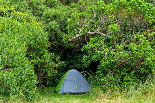 Grey and green camping tent set among lush vegetation