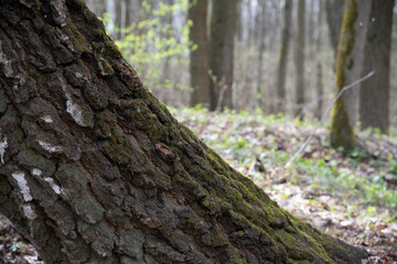 Obraz premium Tree trunk in a forest with green moss and blurred background of woods