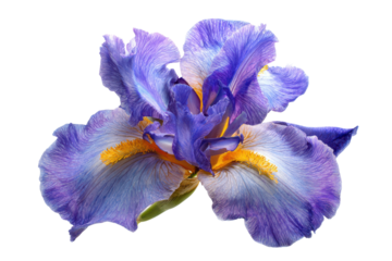 Three Vibrant Purple Blue Iris Flowers With Yellow Accents Closeup View