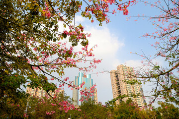 Ceiba speciosa trees in Dashatou district, Guangzhou, China