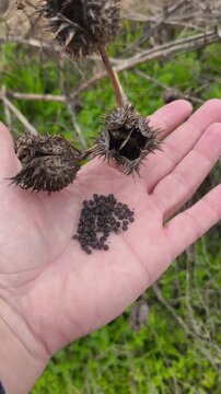 Toxic Medicinal Plant Datura Stramonium