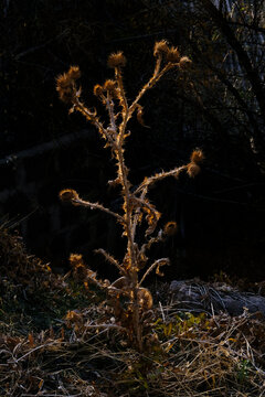 A Thistle in The Sunset Rays On A Black Background