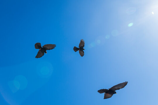 Three Crow Birds Soaring in a Clear Blue Sky