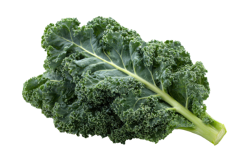 Fresh Whole Green Kale Leaf with Crinkled Edges and Stem on Black Background leafy vegetable