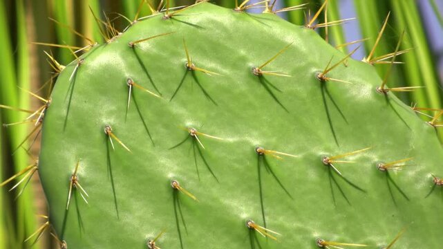 Close-up of a green prickly pear cactus pad with sharp yellow thorns.