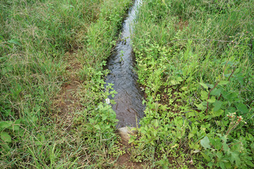 Crystal clear spring waterfall creek with green rocky grass