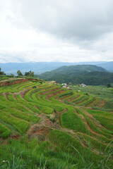 Natural landscape view of green rice paddy terrace