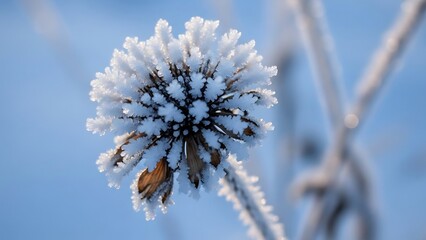 Macro Photography of Frozen Plant Seed Head Covered in Ice Crystals