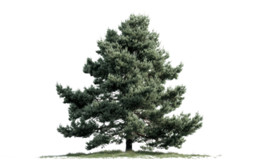 Silhouette Evergreen Conifer Tree Against Dark Night Sky With Snowy Base