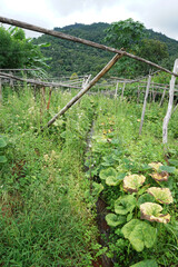 Garden terrace and green patio park