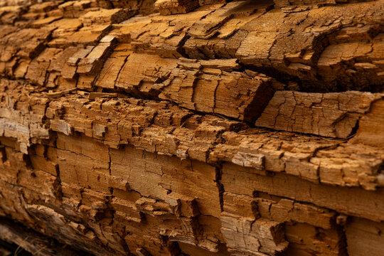 Decaying wood in forest 