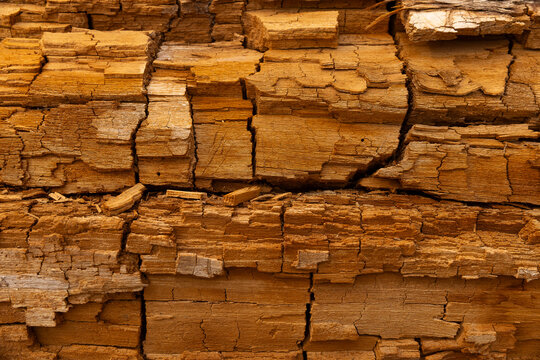 Decaying wood crack in forest 