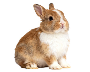 Obraz premium Cute Brown and White Baby Rabbit Portrait