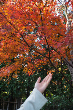 Autumn Leaves with Hand Gesture in Foreground