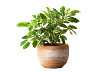 Fototapeta premium Potted Variegated Green and White Leafy Houseplant in Terracotta Planter foliage leaves