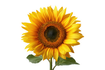 Obraz premium Bright Yellow Sunflower With Detailed Brown Center Against Black Background petals bloom