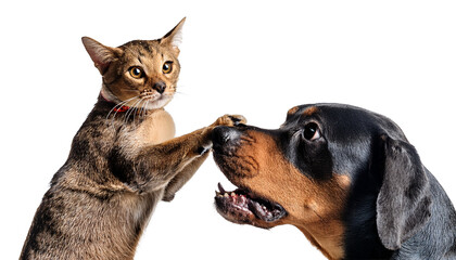 Un chat qui joue avec un chien.