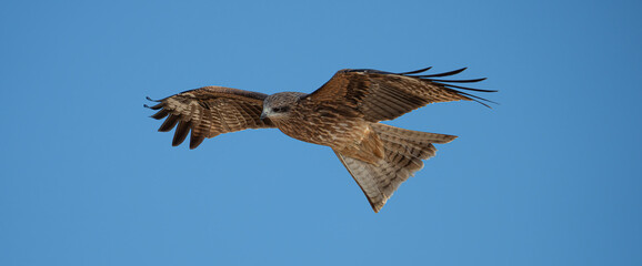 Naklejka premium 空を飛ぶトビ 