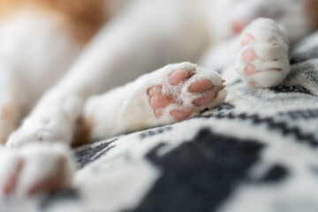 可愛い猫の肉球	