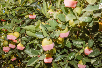 Lime tree with cupcake liners