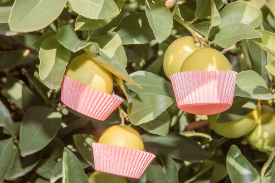 Lime tree with cupcake liners