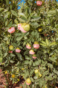 Lime tree with cupcake liners